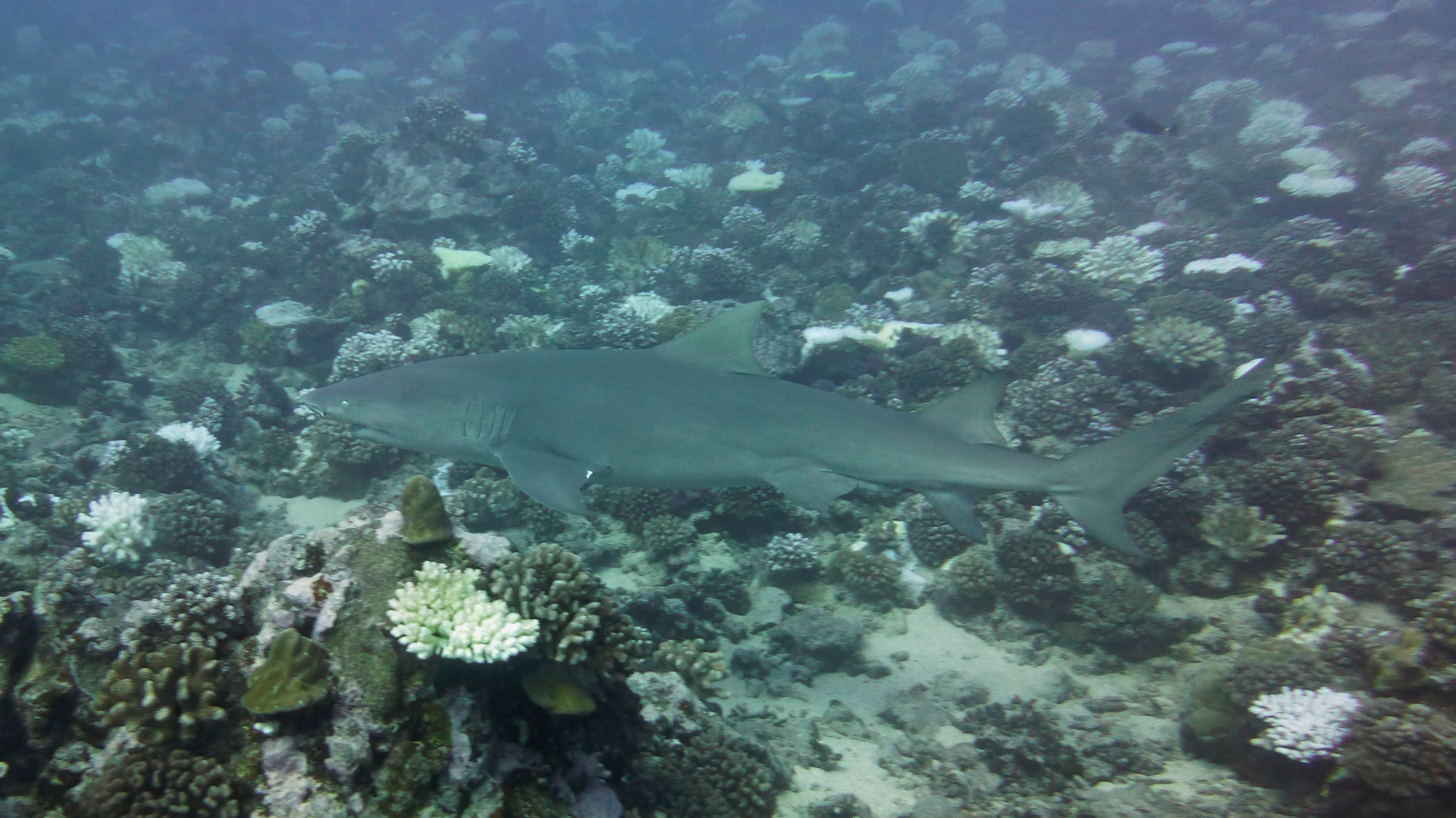 Another large lemon shark, Mamaru, Mo'orea, French Polynesia 2019.